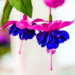 Colorful Fuchsia Flowers Seeds - 78🟦💗, 500 Seeds💗