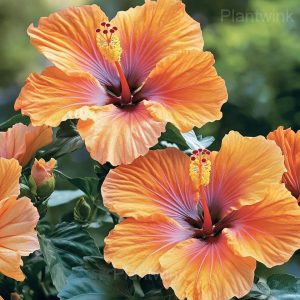 Tropical Hibiscus Mix Seeds - 7🟧, 50 Seeds💛