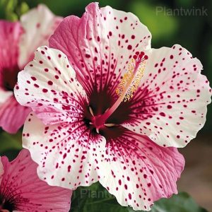 Tropical Hibiscus Mix Seeds - 22💗⬜, 200 Seeds💛