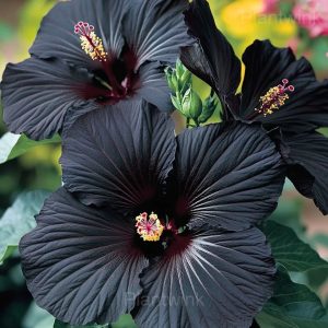 Tropical Hibiscus Mix Seeds - 9⬛, 200 Seeds💛