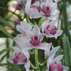 Cymbidium Orchid Seeds - 62⬜🟪, 50 Seeds🔥