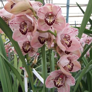 Cymbidium Orchid Seeds - 12💗, 100 Seeds💛🔥
