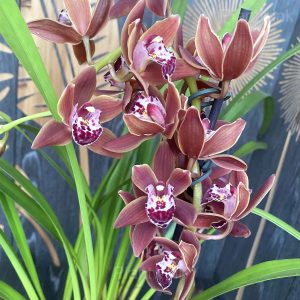 Cymbidium Orchid Seeds - 8🟫, 50 Seeds🔥