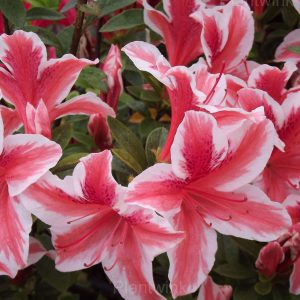 Azalea Seeds - 66⬜💗, 200 Seeds👍