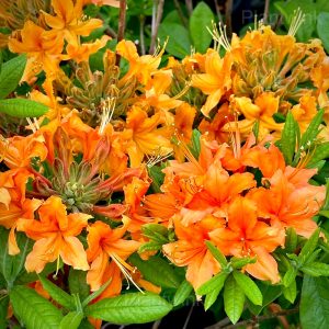 Azalea Seeds - 7🟧, 50 Seeds💗