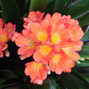 Easy-Grow Clivia Seeds - 88🟧🟥, 500 Seeds💕