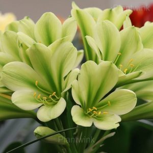 Easy-Grow Clivia Seeds - 4🟩, 500 Seeds💕