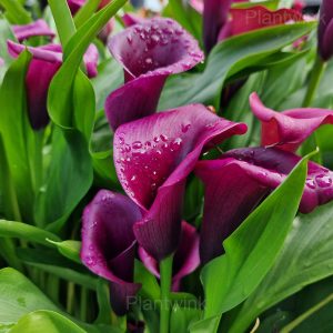 Calla Lily Seeds - 5🟪, 100 Seeds💗🔥
