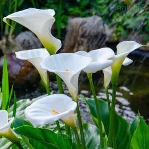 Calla Lily Seeds - 10⬜, 500 Seeds🔥