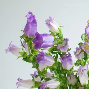 Campanula Seeds - 54🟪⬜, 50 Seeds💗