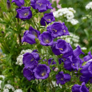 Campanula Seeds - 24🟪⬛, 50 Seeds💗