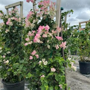 Bougainvillea Seeds - 66⬜💗, 500 Seeds🔥