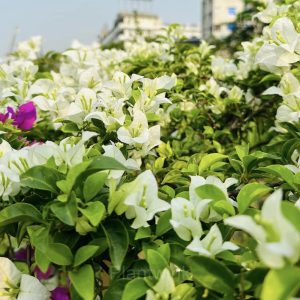 Bougainvillea Seeds - 4🟩, 500 Seeds🔥
