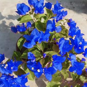 Bougainvillea Seeds - 3🟦, 500 Seeds🔥