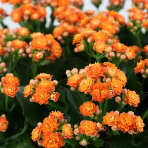 Kalanchoe Seeds - 7🟧, 200 Seeds💗