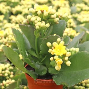 Kalanchoe Seeds - 6🟨, 50 Seeds🔥
