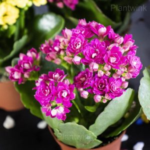 Kalanchoe Seeds - 5🟪, 500 Seeds🌱