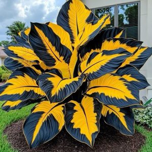 Tropical Caladium Seeds - 14⬛🟨, 100 Seeds🌱🔥