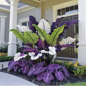 Tropical Caladium Seeds - 5🟪, 500 Seeds💗