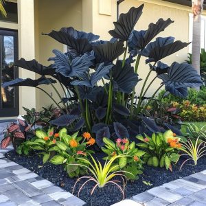 Shade-Loving Caladium Seeds - 9⬛, 500 Seeds👍