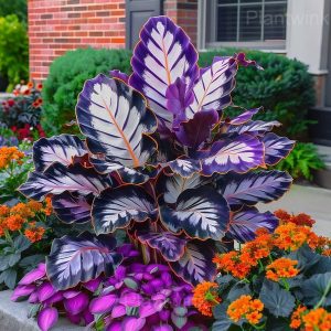 Shade-Loving Caladium Seeds - 54🟪⬜, 100 Seeds💛🔥