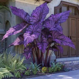 Shade-Loving Caladium Seeds - 5🟪, 200 Seeds🎁