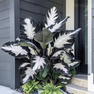 Shade-Loving Caladium Seeds - 64⬛⬜, 50 Seeds💗