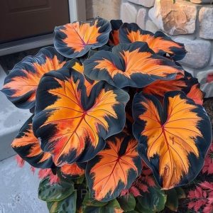 Decorative Leaf Caladium Seeds - 77⬛🟧, 500 Seeds💛