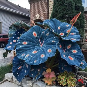 Decorative Leaf Caladium Seeds - 3🟦, 100 Seeds🌱🔥