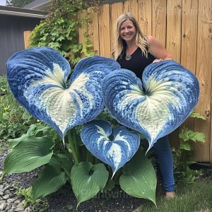 Decorative Leaf Caladium Seeds - 30🟦⬜, 200 Seeds🎁