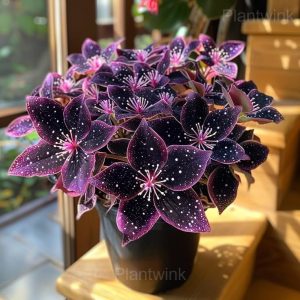 Colorful Begonia Mix Seeds - 24🟪⬛, 50 Seeds🎁