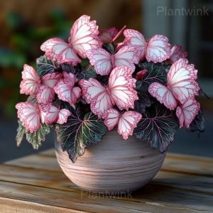 Colorful Begonia Mix Seeds - 22💗⬜, 500 Seeds👍