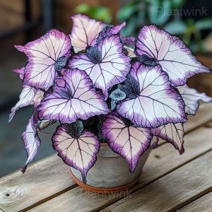 Trailing Begonia Blooms - 54🟪⬜, 500 Seeds💗