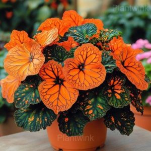 Trailing Begonia Blooms