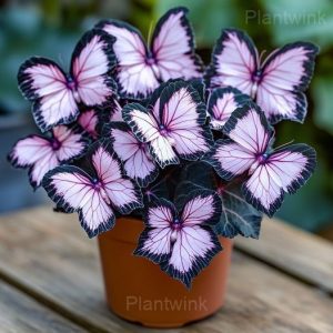 Elegant Begonia Seeds - 24🟪⬛, 100 Seeds💗🔥