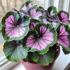 Begonia Seeds - 41🟩💗, 500 Seeds💗