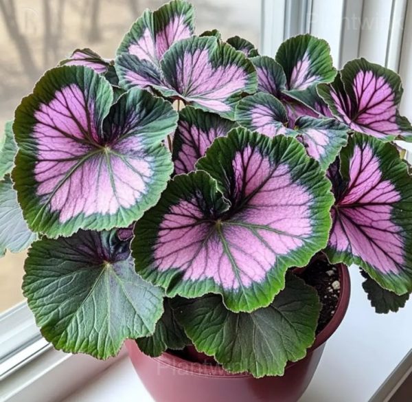 Begonia Seeds - Image 4