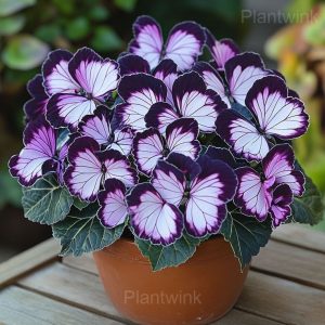 Begonia Seeds - 54🟪⬜, 50 Seeds🎁