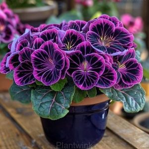 Begonia Seeds - 24🟪⬛, 50 Seeds🎁