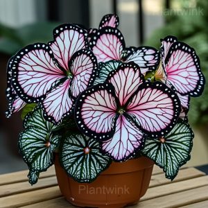 Autumn Begonia Mix Seeds - 81⬜⬛, 50 Seeds💛