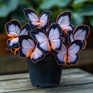 Autumn Begonia Mix Seeds