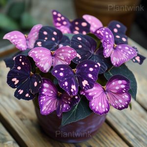 Autumn Begonia Mix Seeds - 24🟪⬛, 100 Seeds💗🔥