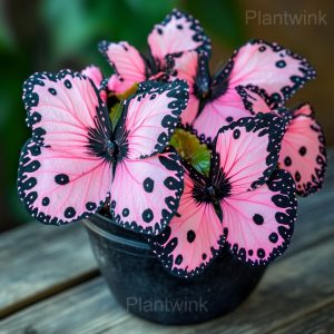 Autumn Begonia Mix Seeds - 20💗⬛, 500 Seeds🌱