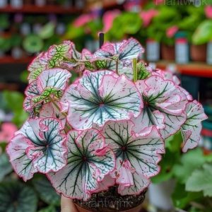 Double Begonia Flowers Seeds - 41🟩💗, 50 Seeds💗