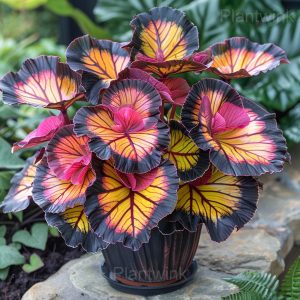 Double Begonia Flowers Seeds