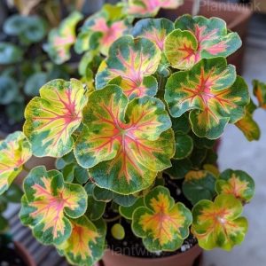 Double Begonia Flowers Seeds - 31🟨🟩, 500 Seeds💕