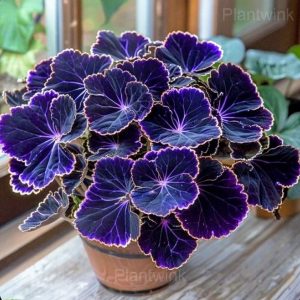 Double Begonia Flowers Seeds - 5🟪, 500 Seeds💕