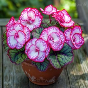 Rare Begonia Seeds - 12💗, 500 Seeds🌱