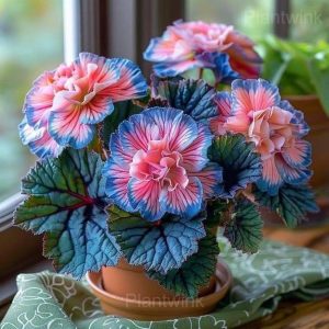 Rare Begonia Seeds