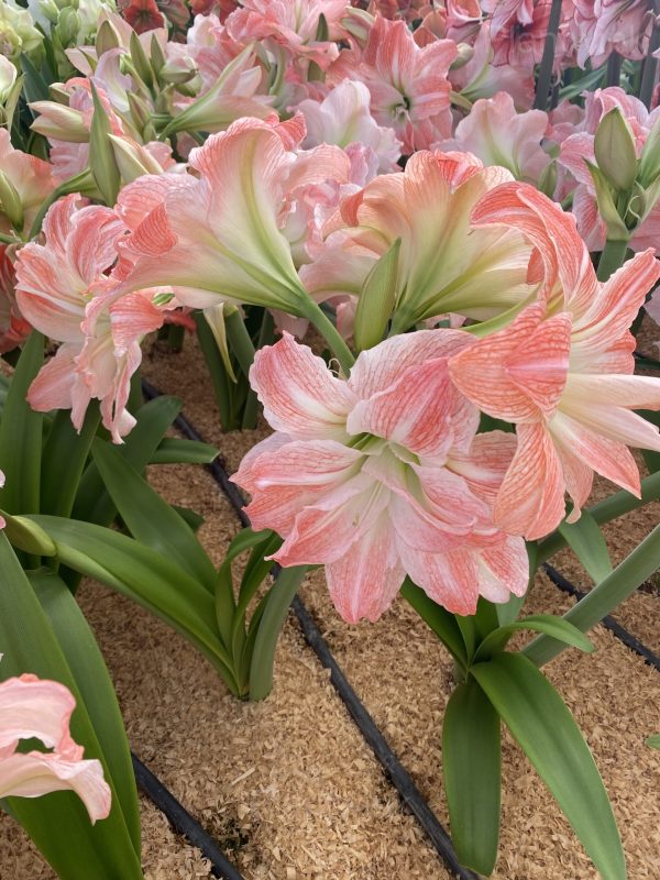 Double Giant Amadeus Amaryllis Bulbs - Image 2